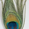 Fly Tying - JMC Fly tying plume oeil de paon